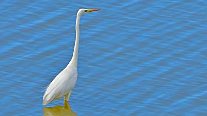 Büyük ak balıkçıl
