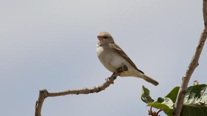 Sarıboğazlı serçe