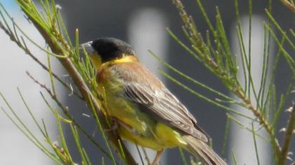 Karabaşlı kirazkuşu