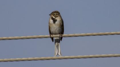 Bataklık Kirazkuşu