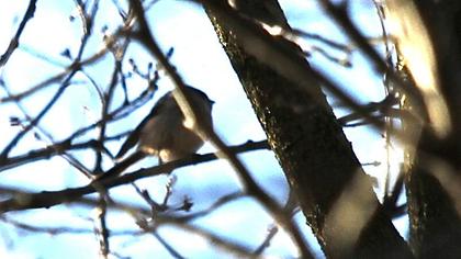 Uzunkuyruklu baştankara