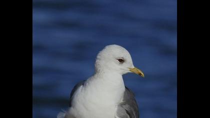 Küçük gümüş martı