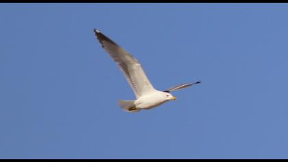 Van gölü martısı