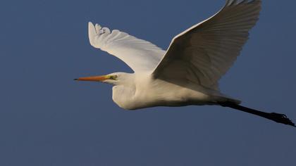 Büyük ak balıkçıl
