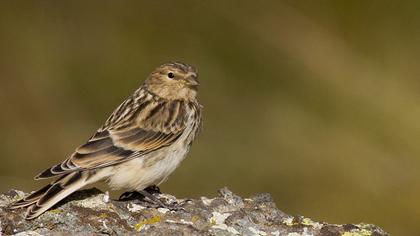 Sarıgagalı ketenkuşu