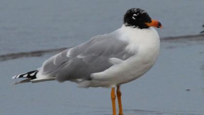 Büyük karabaş martı