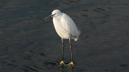 Küçük ak balıkçıl