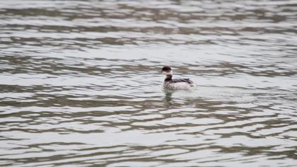 Karaboyunlu batağan