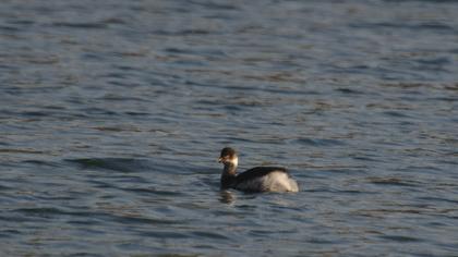 Karaboyunlu batağan