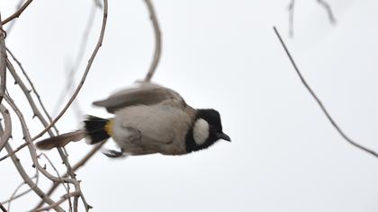 Akyanaklı arapbülbülü