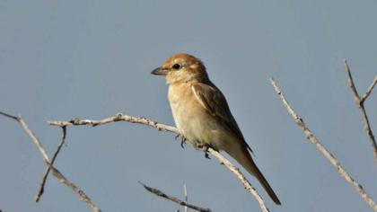 Kızılkuyruklu örümcekkuşu