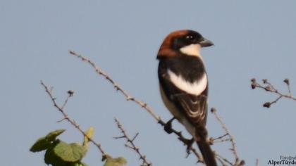 Kızılbaşlı örümcekkuşu