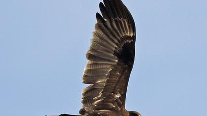 Küçük orman kartalı