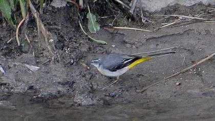 Dağ kuyruksallayanı