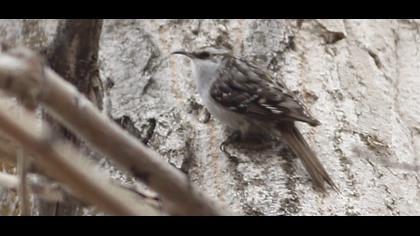 Orman tırmaşıkkuşu