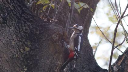 Orman alaca ağaçkakanı