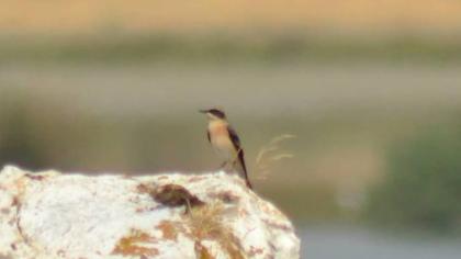 Karakulaklı kuyrukkakan