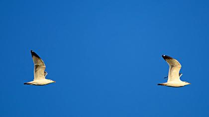 Van gölü martısı