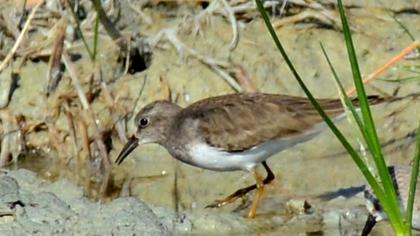 Sarıbacaklı kumkuşu