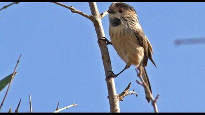 Uzunkuyruklu baştankara