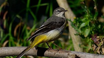 Dağ kuyruksallayanı