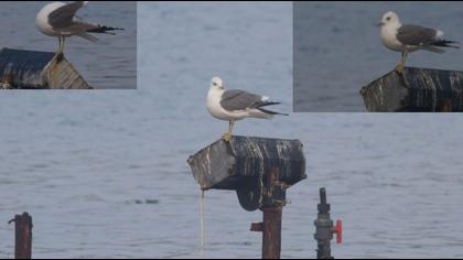 Küçük gümüş martı