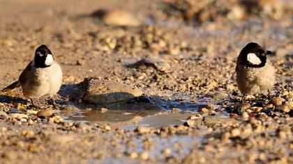 Akyanaklı arapbülbülü