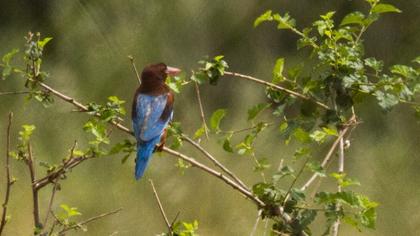 İzmir yalıçapkını