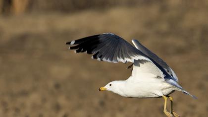 Van gölü martısı