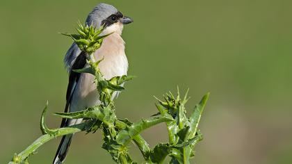 Karaalınlı örümcekkuşu