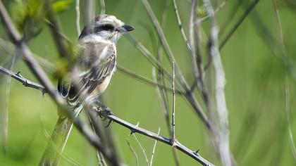 Maskeli örümcekkuşu