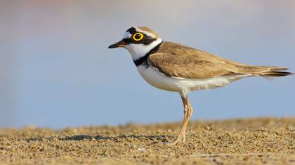 Halkalı küçük cılıbıt