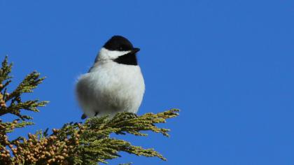 Akyanaklı baştankara