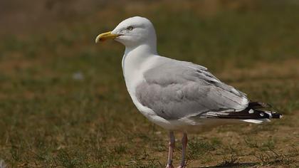 Kuzey gümüş martı