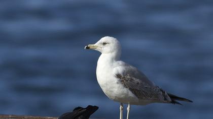 Küçük gümüş martı