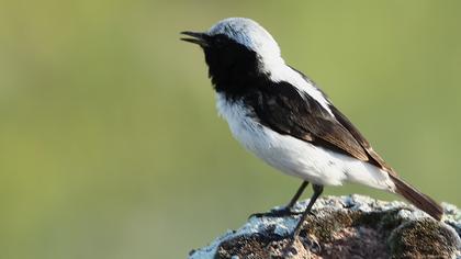 Aksırtlı kuyrukkakan