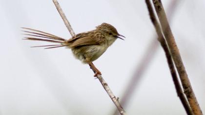 Dikkuyruklu ötleğen