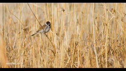 Bataklık Kirazkuşu