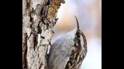 Bahçe tırmaşıkkuşu