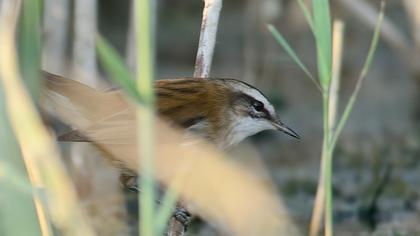 Bıyıklı kamışçın