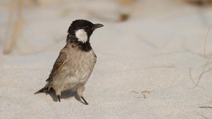 Akyanaklı arapbülbülü