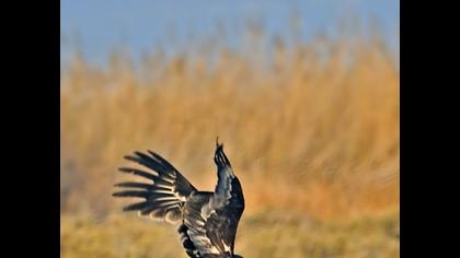 Büyük orman kartalı