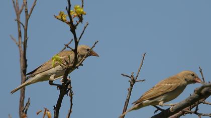 Sarıboğazlı serçe