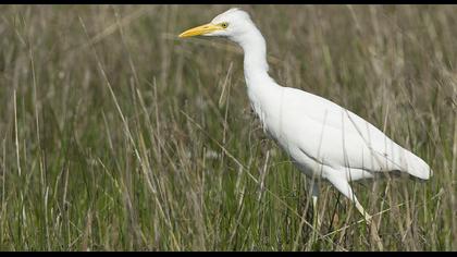 Sığır balıkçılı