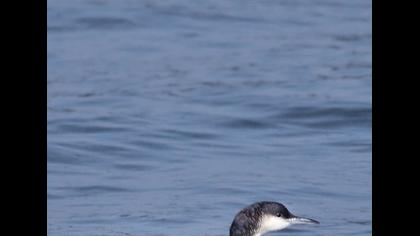 Karagerdanlı dalgıç