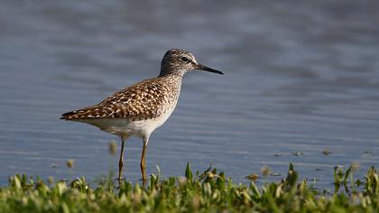 Orman düdükçünü