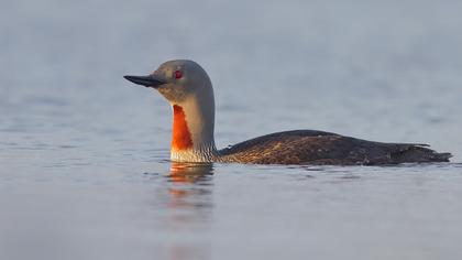 Kızılgerdanlı dalgıç