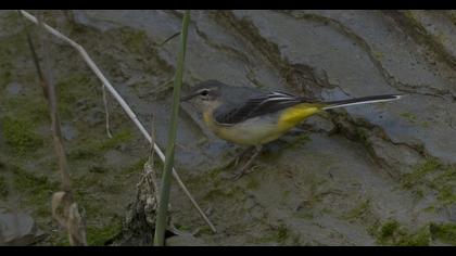 Dağ kuyruksallayanı