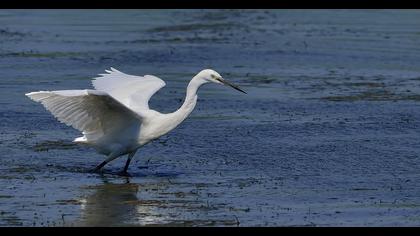 Küçük ak balıkçıl