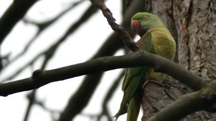 İskender papağanı